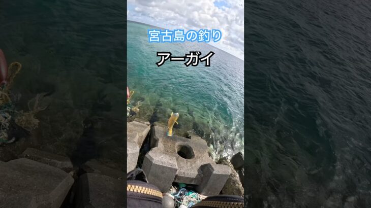2023年 【宮古島の釣り】【フカセ釣りでアーガイ】#fishing #カーエー #duel  #フカセ釣り #アウトドア #タマン #ロウニンアジ #宮古島 #沖縄釣り #shimano #daiwa