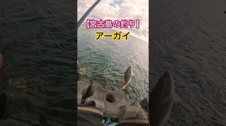 2023年 【宮古島の釣り】【フカセ釣りでアーガイ②】#カーエー #釣り #fishing #フカセ釣り #アウトドア  #タマン #ロウニンアジ #宮古島 #沖縄釣り #shimano #daiwa