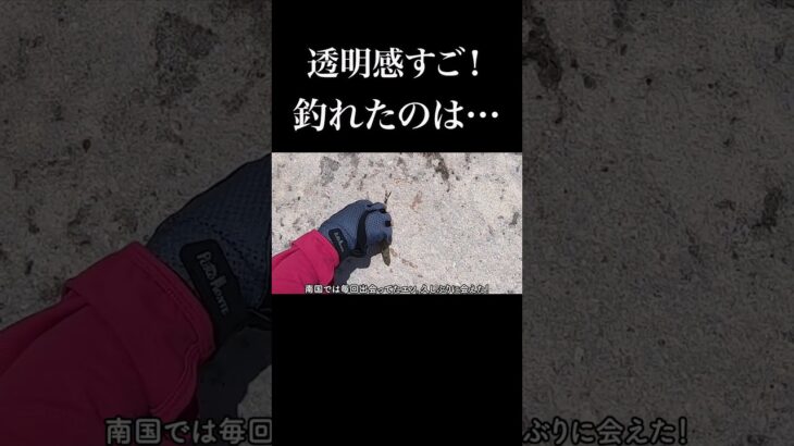 2023年 透明感がすごい海で釣れたのは…in宮古島