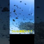2023年 雨にも負けずダイビングの巻！のmaki#diving #ダイビング #scubadiving #shorts #宮古島