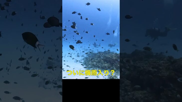 2023年 雨にも負けずダイビングの巻！のmaki#diving #ダイビング #scubadiving #shorts #宮古島
