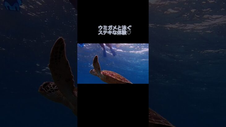2023年 【宮古島】ウミガメのシュノーケリングツアーに参加したらステキな体験だった！ #miyakoisland #snorkeling #japan
