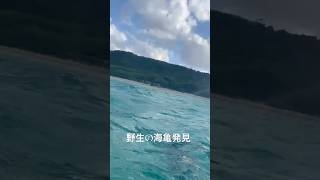 2023年 野生の海亀発見🐢　#宮古島#沖縄#シュノーケル#miyako#okinawa #miyakoisland #miyakoblue #snorkel #新城海岸