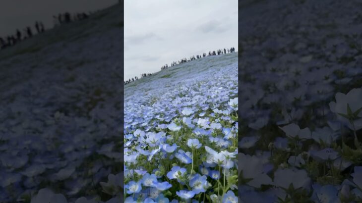これでもかってくらい大量のネモフィラをみるならここ！茨城県ひたち海浜公園 #観光スポット #茨城県 #ひたち海浜公園 #ひたちなか #nemophila #ネモフィラ