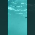 2023年 海の中 貴重な体験でした #宮古島 #海の中 #魚 #ocean #healingmusic #fish #guitar