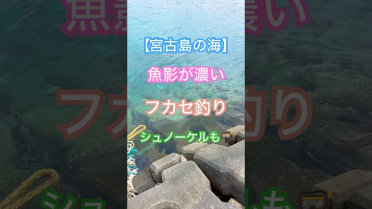 2023年 【宮古島の海】【魚影が濃すぎる】トカジャー、エーグワー、アーガイ、イラブチャー、フカセ対象魚のオンパレード#カーエー フカセ釣り #タマン #ロウニンアジ #宮古島 #沖縄釣り #shimano