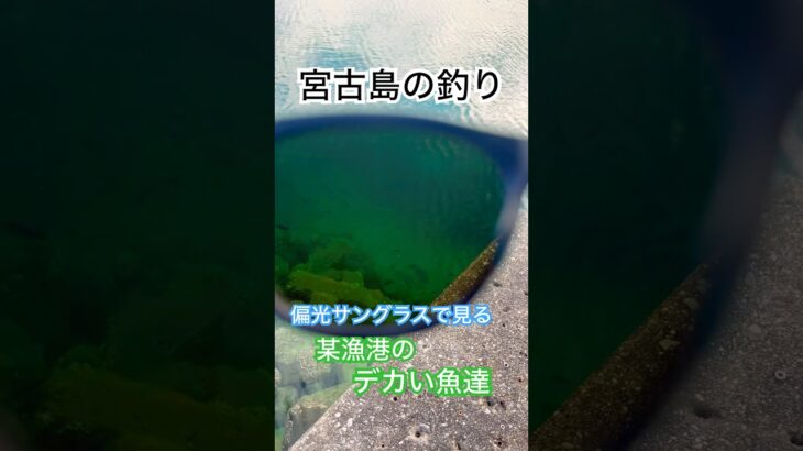 2023年 【宮古島釣り】【アカナー、トカジャー、チヌマン乱舞】#カーエー #釣り #ふかせ釣り #フカセ釣り #アウトドア #タマン #ロウニンアジ #宮古島 #沖縄釣り #shimano #daiwa