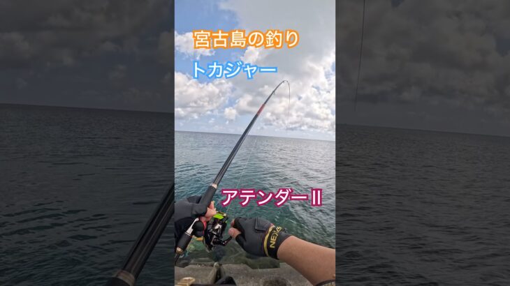 2023年 【宮古島の釣り】【フカセ釣りでトカジャー】#トカジャー#カーエー #釣り #フカセ釣り #アウトドア #タマン #ロウニンアジ #宮古島 #沖縄釣り #shimano #daiwa #fishing