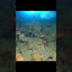2023年 魔王の魚たち【宮古島】#shorts