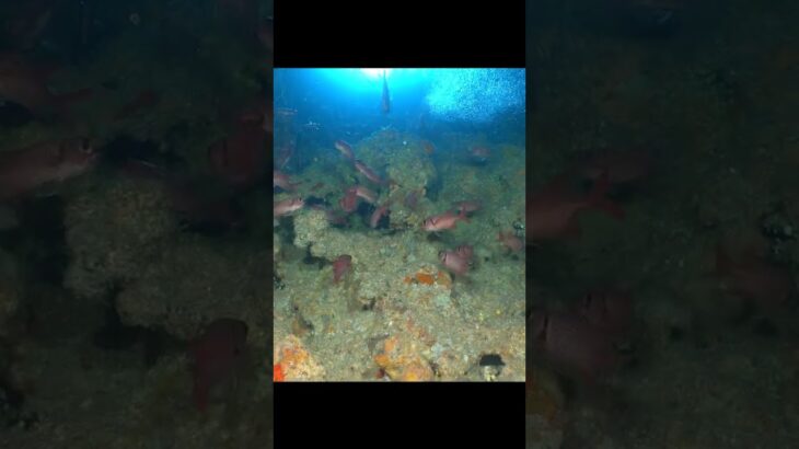 2023年 魔王の魚たち【宮古島】#shorts
