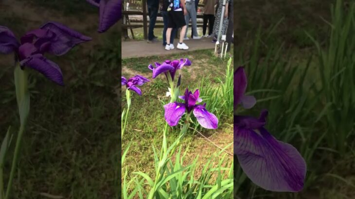 無料で見れるあやめ園✨🌾⑥ #茨城観光 #潮来市 #あやめまつり #茨城県 #茨城 #潮来 #嫁入り舟 #shortsvideo #shorts #short #花菖蒲 #あやめ