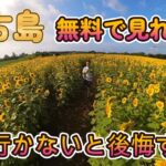2023年 宮古島　無料スポット　ひまわり畑