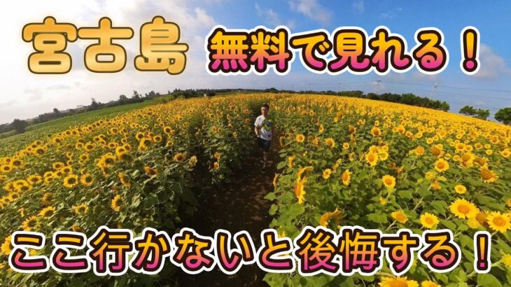 2023年 宮古島　無料スポット　ひまわり畑