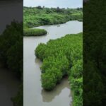 2023年 宮古島　島尻マングローブ林