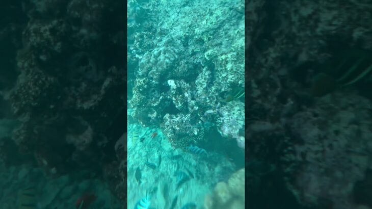 2023年 宮古島熱帯魚