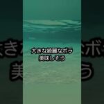 2023年 スイム練習。大潮早朝満潮。海の中は魚だらけ！巨大なボラの群れ#セカンドライフ #トライアスロン #宮古島 #移住 #スイム