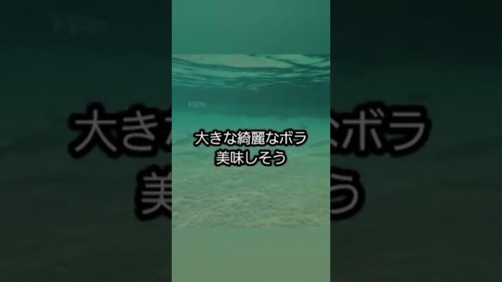 2023年 スイム練習。大潮早朝満潮。海の中は魚だらけ！巨大なボラの群れ#セカンドライフ #トライアスロン #宮古島 #移住 #スイム