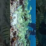 2023年 【宮古島/宮古ブルー】沖縄宮古島でのシューノーケリング&ダイビング