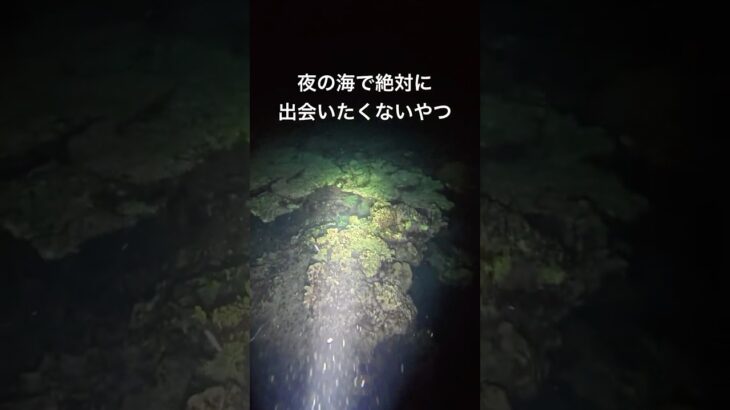 2023年 夜の海でこんな状況に遭遇したら心臓とまる #宮古島 #素潜り漁師