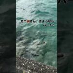 2023年 ばんちきろうの宮古島日記　カニさん、さようなら。海に帰した後で、オカガニであることが判明。