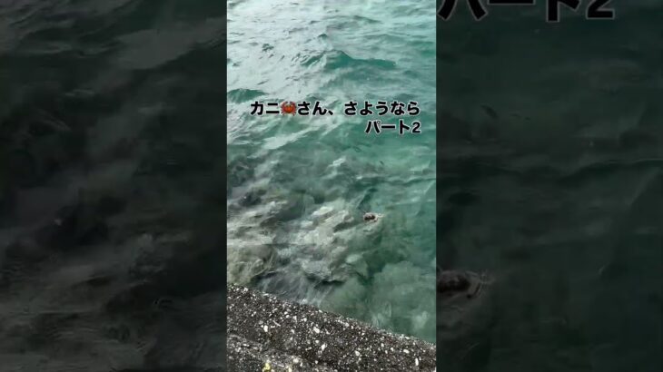 2023年 ばんちきろうの宮古島日記　カニさん、さようなら。海に帰した後で、オカガニであることが判明。