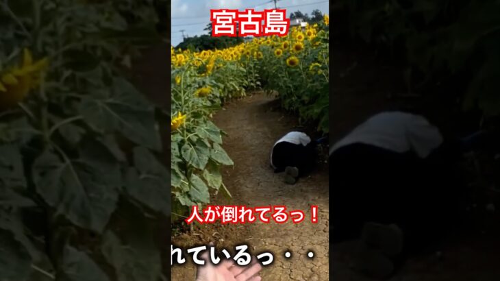 2023年 宮古島　ひまわり畑！