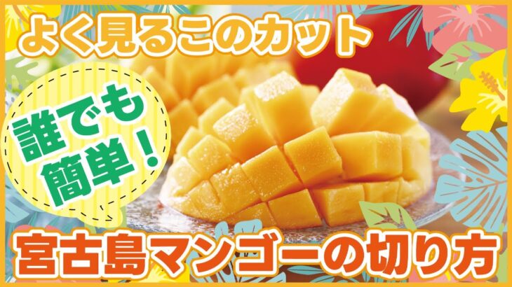 2023年 【宮古島マンゴー】切り方