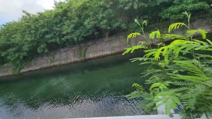 2023年 宮古島の海へ流れる川　名前は不明です　魚も泳いでるよ