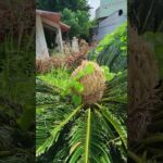 2023年 宮古島の謎の植物　小さい実みたいのが一杯ついてる