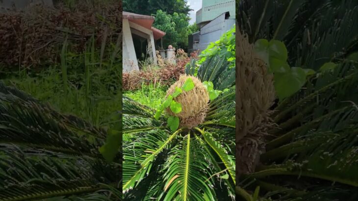 2023年 宮古島の謎の植物　小さい実みたいのが一杯ついてる