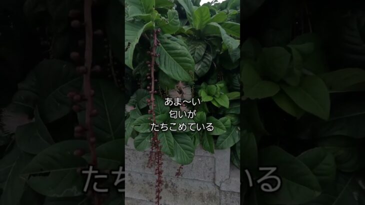 2023年 近所のサガリバナが咲き始めたよ！#宮古島 #セカンドライフ #トライアスロン #アイアンマン #移住 #サガリバナ