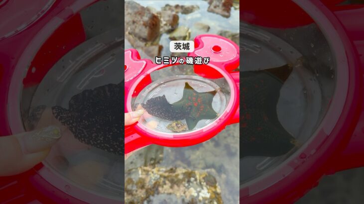 【茨城県ヒミツの磯遊び】ひたちなか市の📍平磯白亜紀層（浪切不動尊前駐車場)で磯遊びしてきました！#茨城県 #茨城　#磯遊び #ひたちなか市 #子連れ　#茨城観光