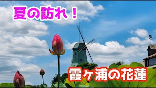 🪷夏の訪れ！霞ヶ浦の花蓮 #花蓮 #霞ヶ浦 #茨城