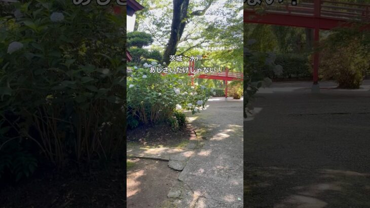 茨城・水戸保和苑あじさいまつり紫陽花だけじゃない！癒しもあったー！