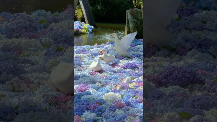 【 #雨引観音 】雨引観音の紫陽花の海をそっと歩くアヒル🐥✨ #梅雨  #紫陽花 #茨城観光  #自然 #日本の風景