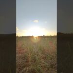 2023年 宮古島のサトウキビ畑越に見える夕日が素晴らしかった