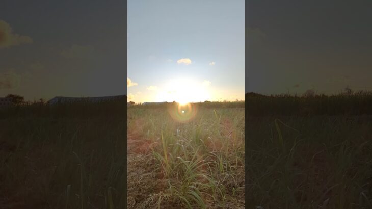 2023年 宮古島のサトウキビ畑越に見える夕日が素晴らしかった