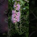 2023年 宮古島でサガリバナの花を初めて見ました　夜の間に咲いて朝に枯れてしまう花です　甘い香りがあり、花も綺麗で素晴らしかったです