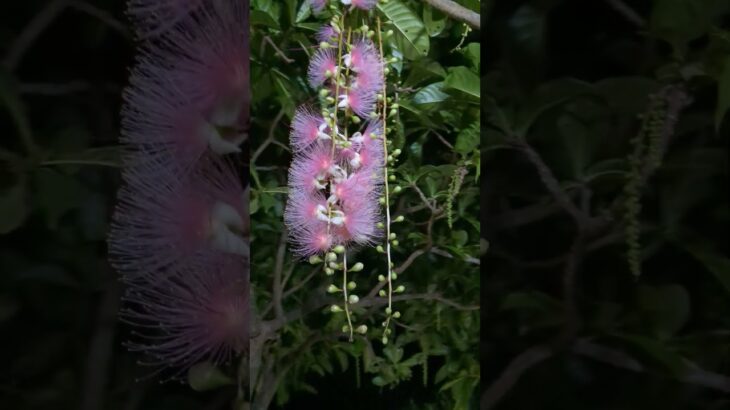 2023年 宮古島でサガリバナの花を初めて見ました　夜の間に咲いて朝に枯れてしまう花です　甘い香りがあり、花も綺麗で素晴らしかったです
