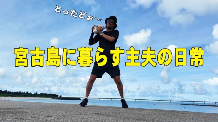 2023年 【宮古島暮らし】備蓄米争奪戦に参加する男のドキュメンタリー/米農家さんに感謝です。