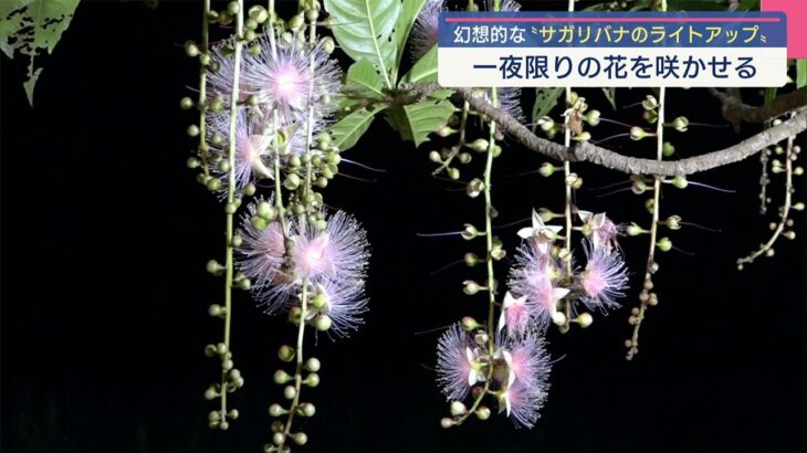 2023年 宮古島市で幻想的なサガリバナのライトアップはじまる