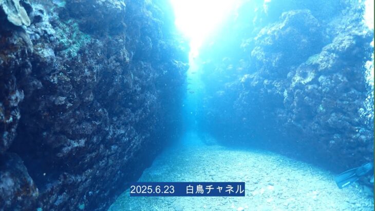 2023年 【宮古島ダイビング】白鳥チャネル