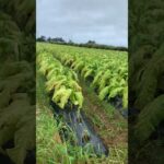 2023年 大雨の中、葉タバコの収穫をやりました。 #宮古島