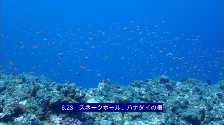2023年 【宮古島ダイビング】スネークホール、ハナダイの根