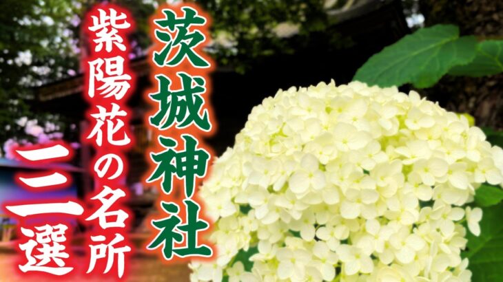 【茨城の紫陽花名所】絶景の神社三選！心が洗われる美しい季節へ