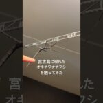 2023年 宮古島でオキナワナナフシ発見！ #沖縄 #宮古島 #生き物 #オキナワナナフシ