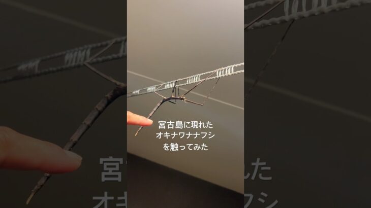 2023年 宮古島でオキナワナナフシ発見！ #沖縄 #宮古島 #生き物 #オキナワナナフシ