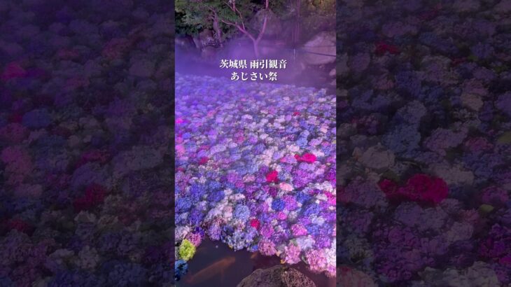 茨城観光【今しか観れないあじさい祭りが開催中】桜川市 雨引山 楽法寺（雨引観音）