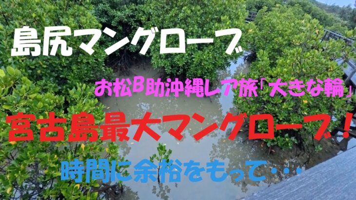 2023年 宮古島最大のマングローブ「島尻のマングローブ」