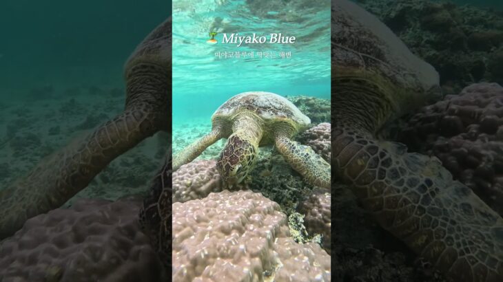 2023年 미야코지마 여행 🏝️거북이 스노클링 해변 추천 🐢